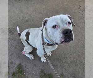 Mutt Dogs for adoption in Long Beach, CA, USA