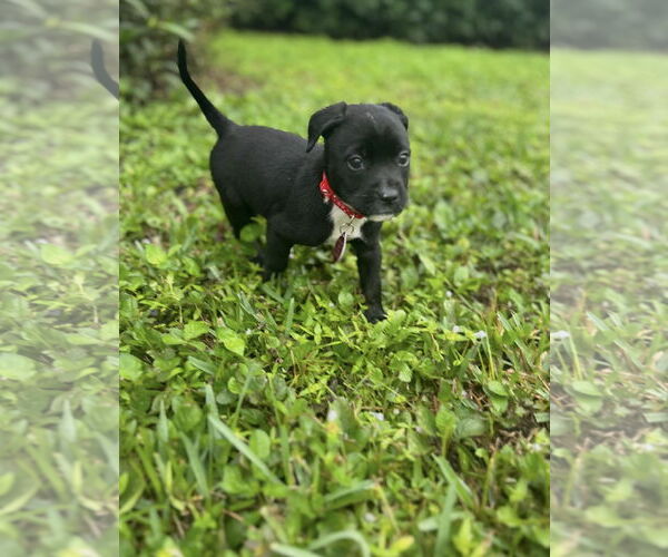 Medium Photo #4 Mutt Puppy For Sale in Royal Palm Beach, FL, USA