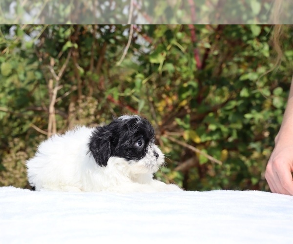 Medium Photo #38 ShihPoo Puppy For Sale in DYERSBURG, TN, USA