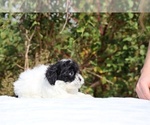 Small #37 ShihPoo