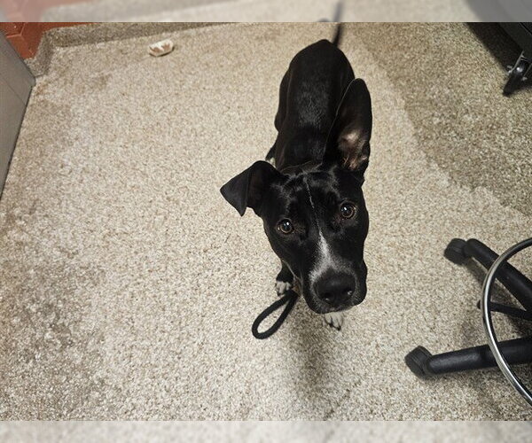 Medium Photo #1 Mutt Puppy For Sale in Pueblo, CO, USA