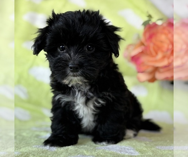 Medium Photo #4 Morkie Puppy For Sale in ROCK STREAM, NY, USA