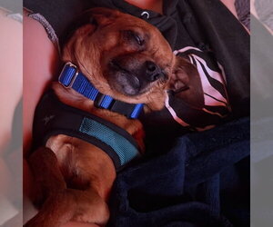 Jimothy - Male Chihuahua-Unknown Mix Dog for Adoption - Photo #14