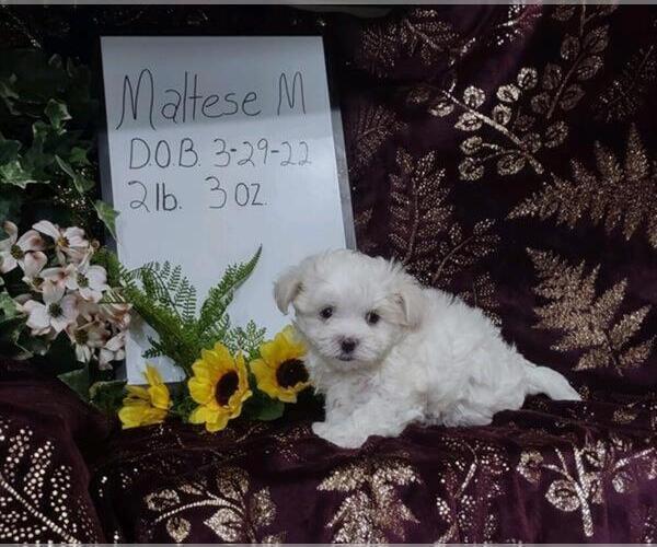 Medium Photo #2 Maltese Puppy For Sale in RICHMOND, IL, USA