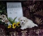 Small Photo #2 Maltese Puppy For Sale in RICHMOND, IL, USA