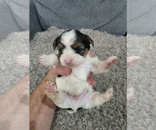 Medium Photo #3 Yorkshire Terrier Puppy For Sale in ALEXANDER CITY, AL, USA