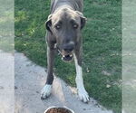 Small #2 Great Dane