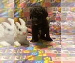 Small Photo #4 Labradoodle Puppy For Sale in COWARD, SC, USA