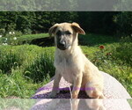 Small #5 German Shepherd Dog