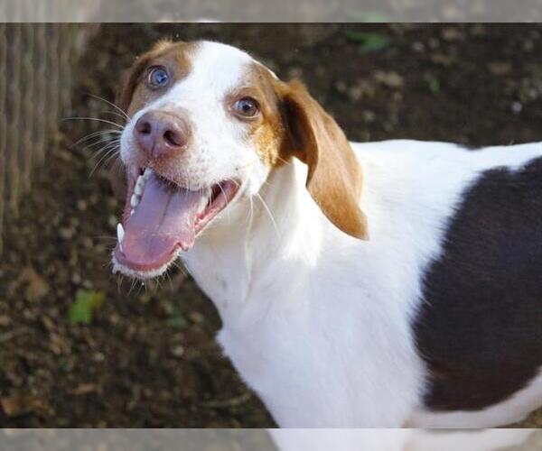 Medium Photo #1 Treeing Walker Coonhound-Unknown Mix Puppy For Sale in Tallahassee, FL, USA