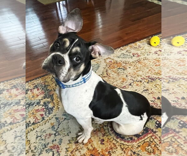 Medium Photo #7 Bulldog-Unknown Mix Puppy For Sale in St. Louis Park, MN, USA