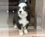 Small Photo #5 Miniature Australian Shepherd Puppy For Sale in HIALEAH, FL, USA