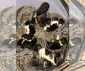 Akita Litter for sale in FORT WAYNE, IN, USA