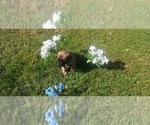 Small #22 Mastiff