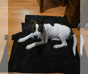 Mutt Dogs for adoption in Coralville, IA, USA