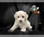 Small Photo #5 Maltese-Maltipoo Mix Puppy For Sale in SAN FRANCISCO, CA, USA