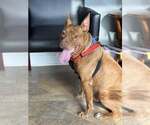 Small Photo #3 American Pit Bull Terrier-Staffordshire Bull Terrier Mix Puppy For Sale in Fuquay-Varina, NC, USA