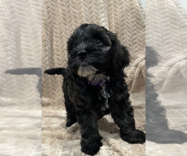 Medium Photo #6 Cockapoo (Miniature) Puppy For Sale in SAN DIEGO, CA, USA