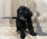 Puppy 5 Cockapoo (Miniature)
