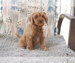 Small #2 Cocker Spaniel-Poodle (Miniature) Mix