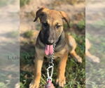 Small #1 Mutt