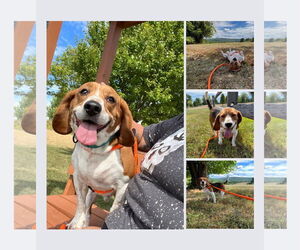 Cooper - Male Beagle Dog for Adoption - Photo #2