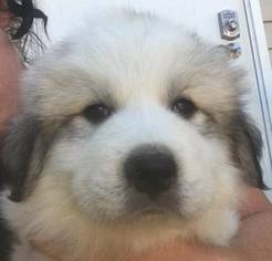 Great Pyrenees Puppy for sale in CASSATT, SC, USA