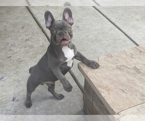 French Bulldog Puppy for sale in MODESTO, CA, USA