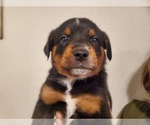 Puppy 1 Australian Shepherd-English Coonhound Mix