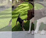 Small #9 Rat Terrier Mix
