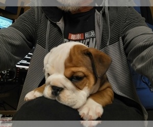 Bulldog Puppy for sale in BRIDGEPORT, CT, USA