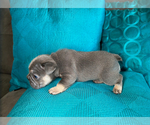 Small #7 French Bulldog