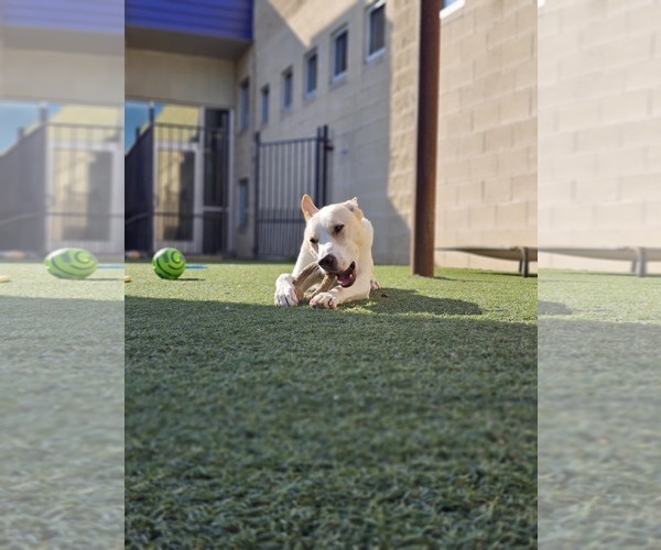 Medium Photo #4 Mutt Puppy For Sale in McKinney, TX, USA
