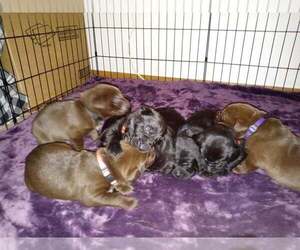 Labrador Retriever Puppy for sale in CITY OF SPOKANE VALLEY, WA, USA
