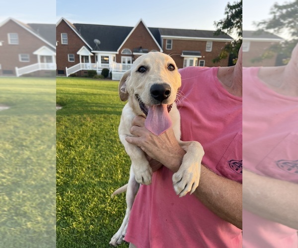 Medium Photo #4 Labrador Retriever Puppy For Sale in GREENVILLE, NC, USA