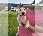 Small #3 Labrador Retriever