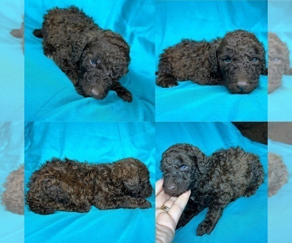Medium Photo #3 Poodle (Standard) Puppy For Sale in BROOKER, FL, USA