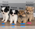 Hocus - Male Pomeranian Dog for Adoption - Small photo