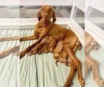 Small #1 Vizsla