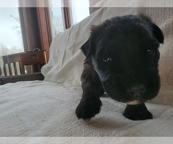 Medium Photo #7 Bouvier Des Flandres Puppy For Sale in BERWICK, ME, USA