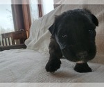 Small Photo #7 Bouvier Des Flandres Puppy For Sale in BERWICK, ME, USA