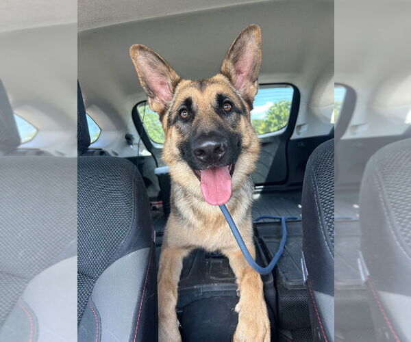 Medium Photo #2 German Shepherd Dog Puppy For Sale in Claremore, OK, USA