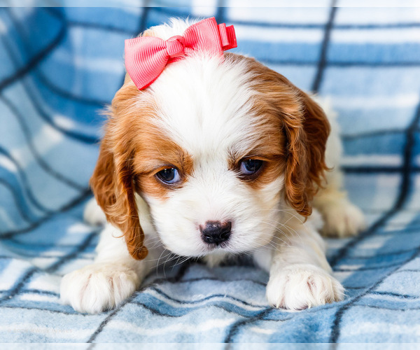 Medium Photo #42 Cockalier Puppy For Sale in WAKARUSA, IN, USA