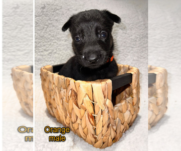 Medium Photo #18 Belgian Malinois Puppy For Sale in HOUSTON, TX, USA