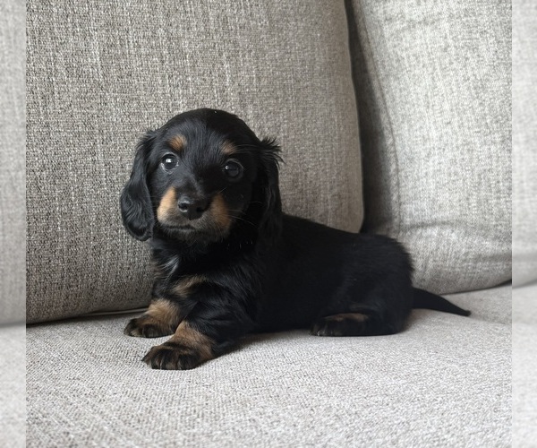 Medium Photo #9 Dachshund Puppy For Sale in ALAMO, TN, USA
