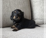 Small #8 Dachshund