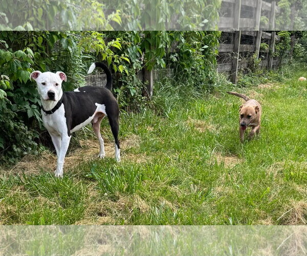 Medium Photo #2 American Pit Bull Terrier-Unknown Mix Puppy For Sale in Germantown, OH, USA
