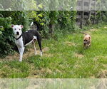 Small #1 American Pit Bull Terrier Mix