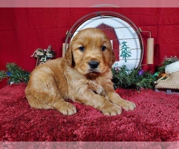 Medium Photo #5 Golden Retriever Puppy For Sale in BLACK FOREST, CO, USA