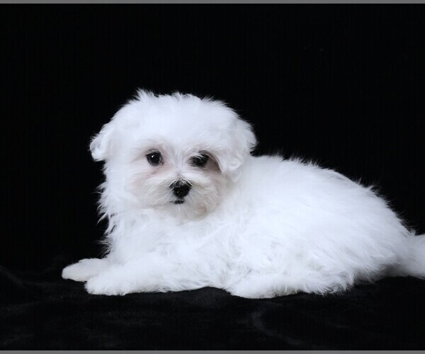 Medium Photo #5 Maltese Puppy For Sale in ROCK VALLEY, IA, USA